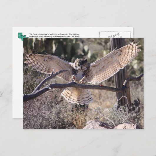 Carte Postale Chouette à cornes (Devant / Derrière)