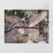 Carte Postale Chouette à cornes (Devant)