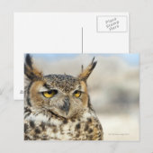 Carte Postale Chouette à cornes (Bubo virginianus) (Devant / Derrière)