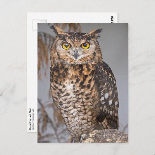 Carte Postale Chouette à cornes (Bubo virginianus) (Devant / Derrière)