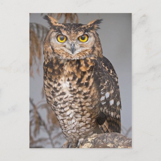 Carte Postale Chouette à cornes (Bubo virginianus) (Devant)