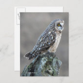 Carte Postale Chouette à courte portée dans le marais (Devant / Derrière)