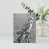 Carte Postale Chouette à courte portée dans le marais (Debout devant)