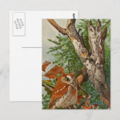 Carte Postale Chouette à cris (phases de couleur) (Devant / Derrière)