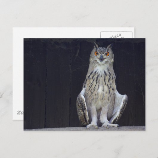 Carte Postale Chouette à grande corne (Devant / Derrière)