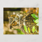 Carte Postale Chouette à grande corne (Devant)