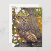 Carte Postale Chouette à grande corne (Devant / Derrière)