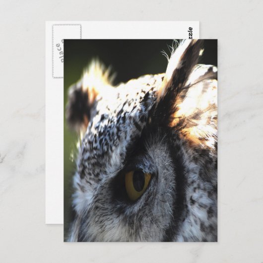 Carte Postale Chouette à grande corne 2 (Devant / Derrière)