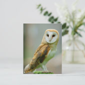 Carte Postale Chouette à grange (Tyto alba) (Debout devant)