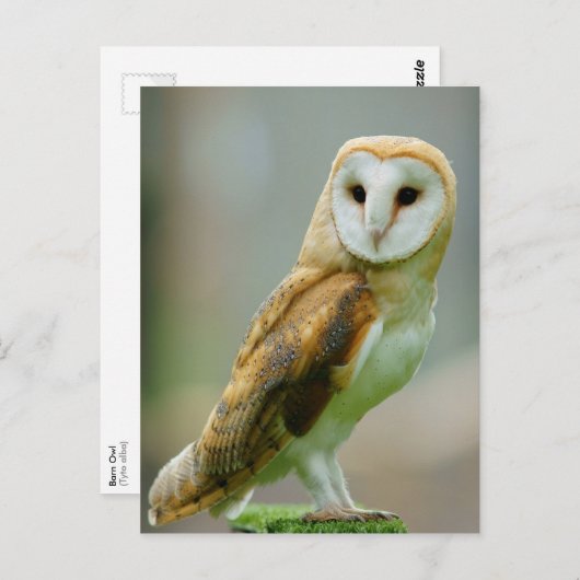 Carte Postale Chouette à grange (Tyto alba) (Devant / Derrière)