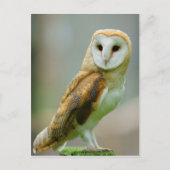 Carte Postale Chouette à grange (Tyto alba) (Devant)
