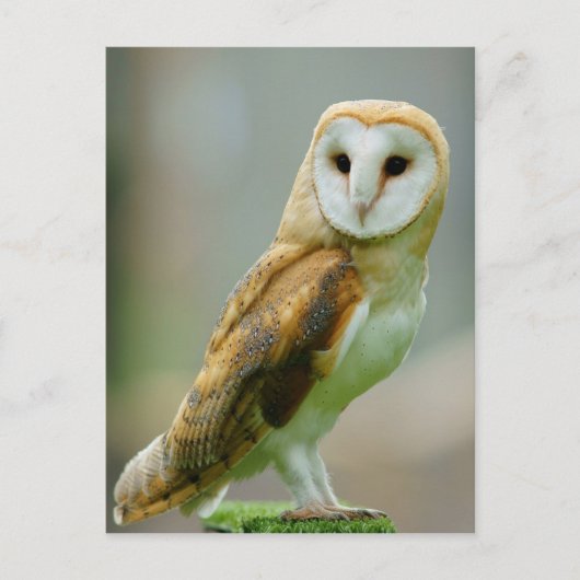 Carte Postale Chouette à grange (Tyto alba) (Devant)