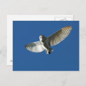Carte Postale Chouette à l'étable en vol diurne (Devant / Derrière)