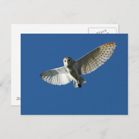 Carte Postale Chouette à l'étable en vol diurne (Devant / Derrière)