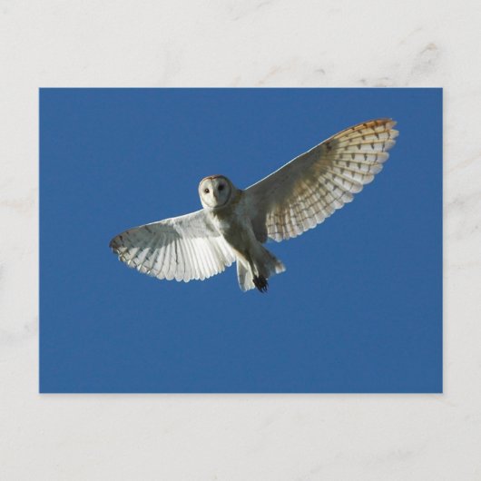 Carte Postale Chouette à l'étable en vol diurne (Devant)