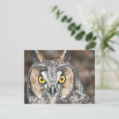 Carte Postale Chouette à longue oreille (Debout devant)