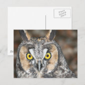 Carte Postale Chouette à longue oreille (Devant / Derrière)