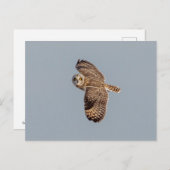 Carte Postale Chouette à oreilles courtes dans les Prairies de S (Devant / Derrière)