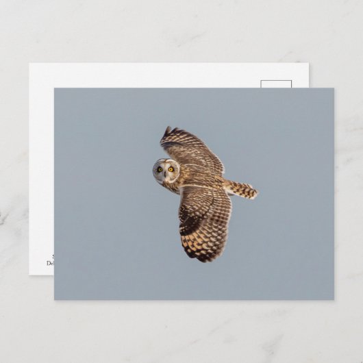 Carte Postale Chouette à oreilles courtes dans les Prairies de S (Devant / Derrière)