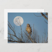 Carte Postale Chouette à oreilles courtes dans les Prairies de S (Devant / Derrière)