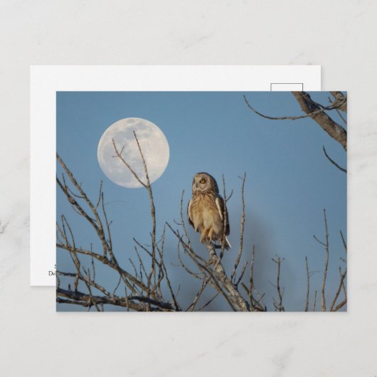 Carte Postale Chouette à oreilles courtes dans les Prairies de S (Devant / Derrière)