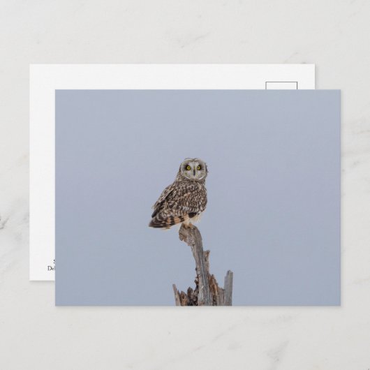 Carte Postale Chouette à oreilles courtes dans les Prairies de S (Devant / Derrière)