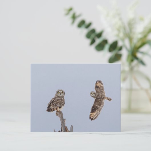 Carte Postale Chouette à oreilles courtes dans les Prairies de S (Debout devant)