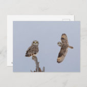 Carte Postale Chouette à oreilles courtes dans les Prairies de S (Devant / Derrière)