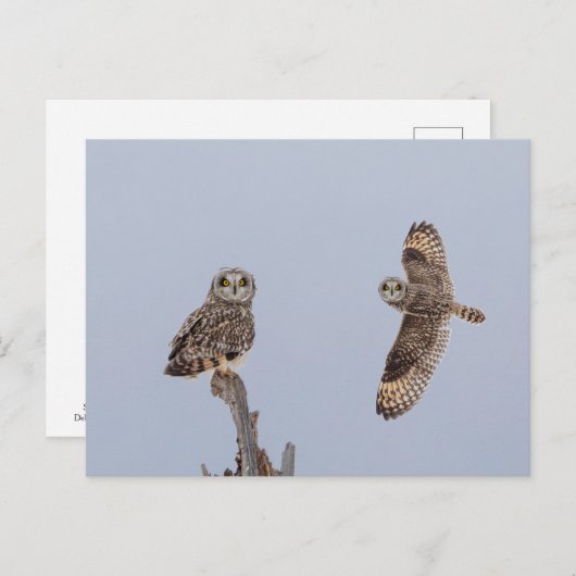 Carte Postale Chouette à oreilles courtes dans les Prairies de S (Devant / Derrière)