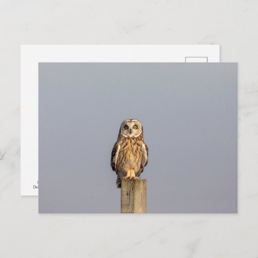 Carte Postale Chouette à oreilles courtes dans les Prairies de S (Devant / Derrière)