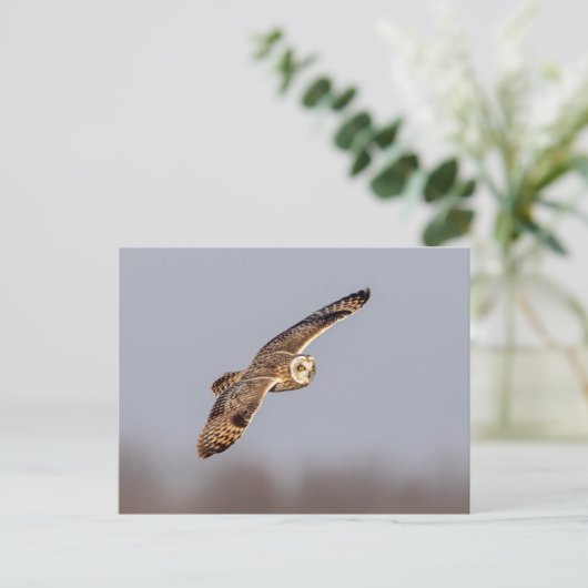 Carte Postale Chouette à oreilles courtes dans les Prairies de S (Debout devant)