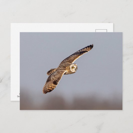 Carte Postale Chouette à oreilles courtes dans les Prairies de S (Devant / Derrière)