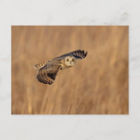 Chouette à oreilles courtes en vol dans les prairi