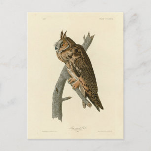 Carte Postale Chouette à oreilles des oiseaux d'Amérique d'Audub