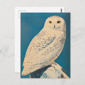 Carte Postale Chouette arctique vintage (Devant / Derrière)