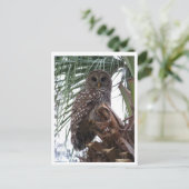 Carte Postale Chouette barrée (Debout devant)