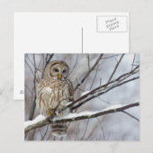 Carte Postale Chouette barrée avec légère chute de neige (Devant / Derrière)