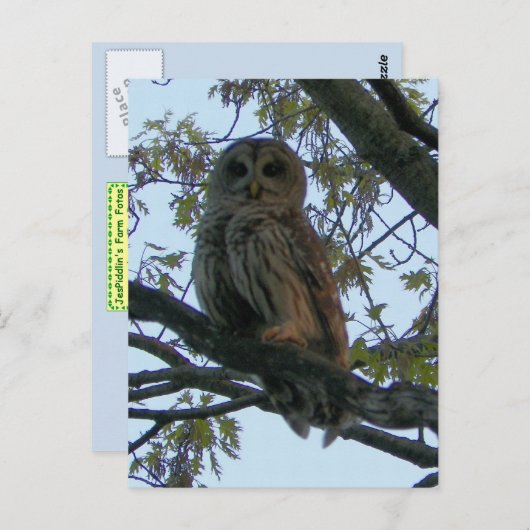 Carte Postale Chouette barrée (Chouette à chaume) (Devant / Derrière)