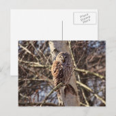 Carte Postale Chouette barrée dans un arbre à bouleau Photo (Devant / Derrière)