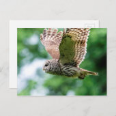 Carte Postale Chouette barrée en vol (Devant / Derrière)