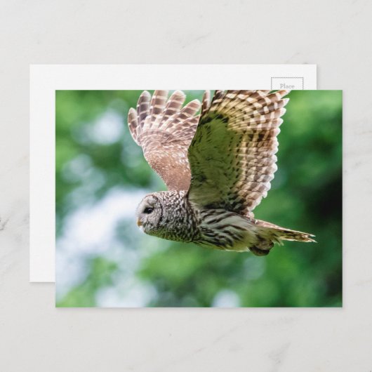 Carte Postale Chouette barrée en vol (Devant / Derrière)