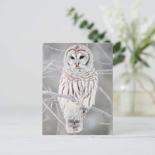 Carte Postale Chouette barrée (Strix varia) (Debout devant)