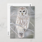 Carte Postale Chouette barrée (Strix varia) (Devant / Derrière)