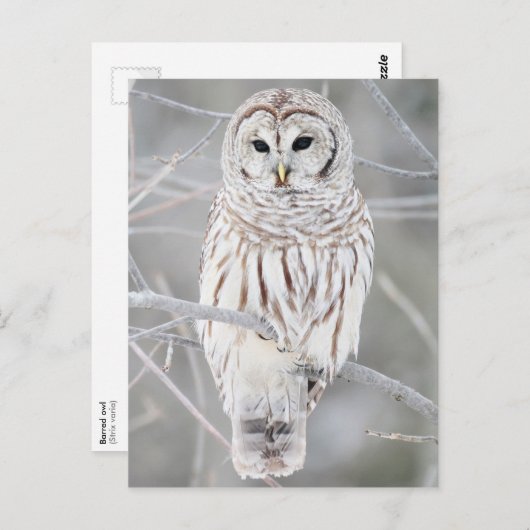 Carte Postale Chouette barrée (Strix varia) (Devant / Derrière)