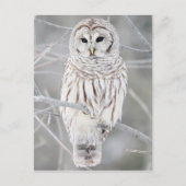 Carte Postale Chouette barrée (Strix varia) (Devant)