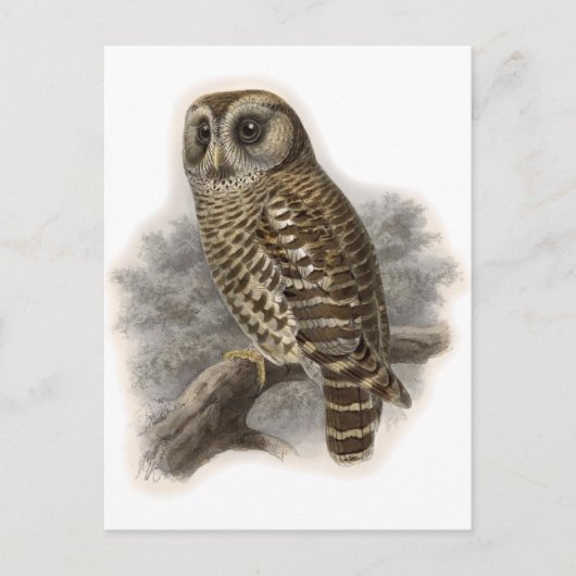 Carte Postale Chouette Brown (Devant)
