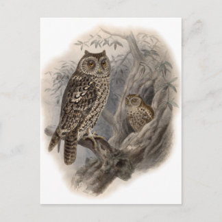 Carte Postale Chouette Brown