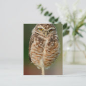 Carte Postale Chouette brulante debout sur une jambe (Debout devant)