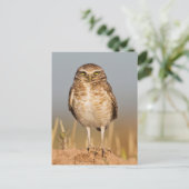 Carte Postale Chouette brulante sur un terrier (Debout devant)