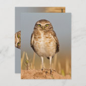 Carte Postale Chouette brulante sur un terrier (Devant / Derrière)